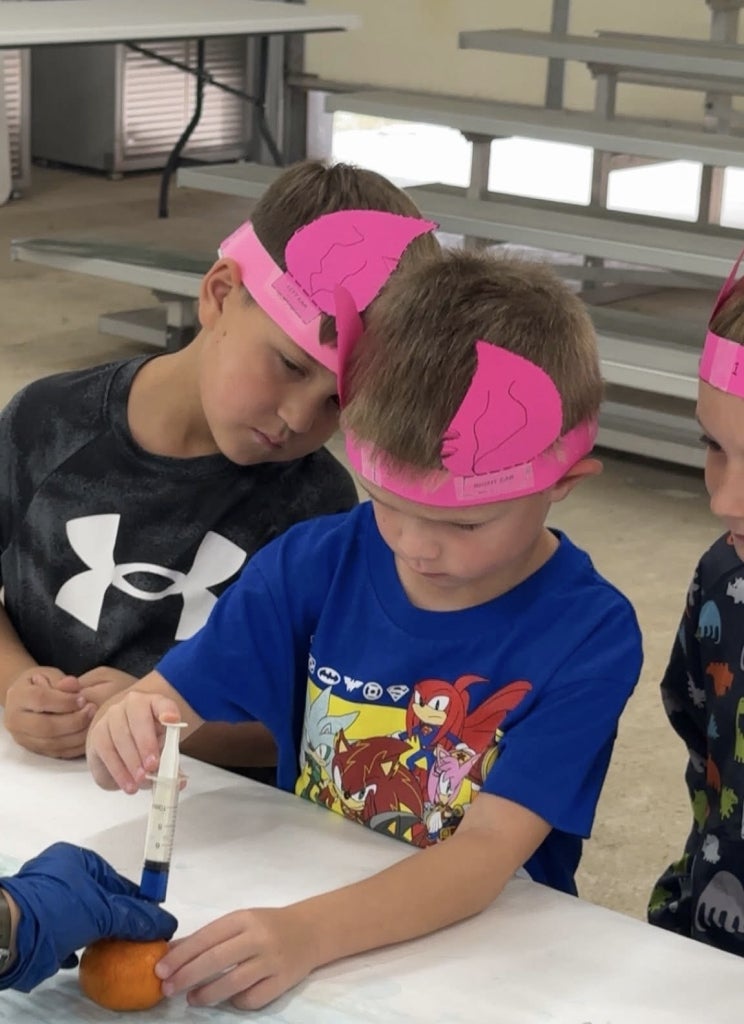 With the help of Shattuck FFA senior member Avery Quisenberry, Shattuck kindergarten student Westin Burns practices giving shots at the vet science station while wearing his ear notched headband.