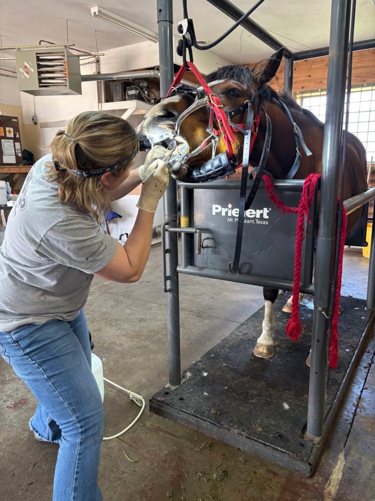 Dr. Carlson's practice offers veterinary acupuncture and care for small animals and equine.