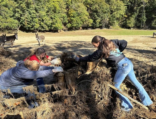 Service in the Storm: FFA Members Aid Flood Victims
