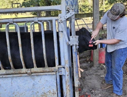 Welding Dreams and  Cattle Schemes: A Young Leader’s FFA Journey