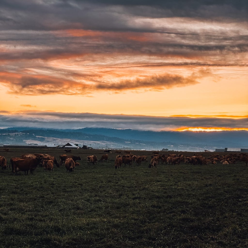 Dairy cattle who live on Infinity Dairy during sunset.