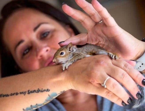 Rescuing Wildlife, One Animal at a Time