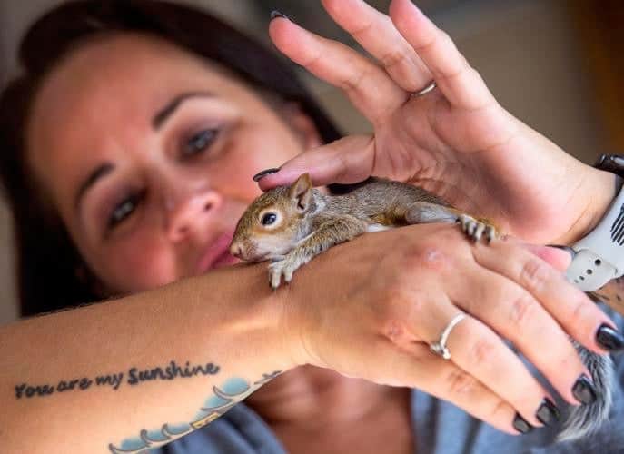 Until it can be released into the wild, Erika Yates nurses an injured squirrel back to health.