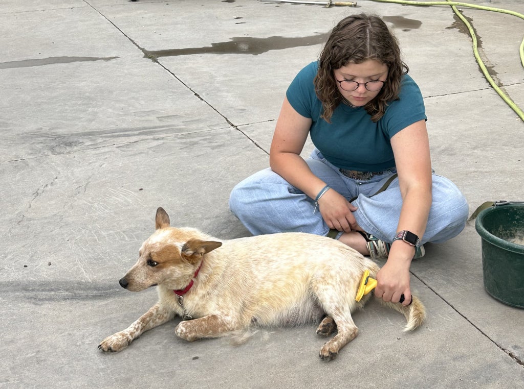 Rosner grooms a foster dog as a part of her multi-faceted service projects.