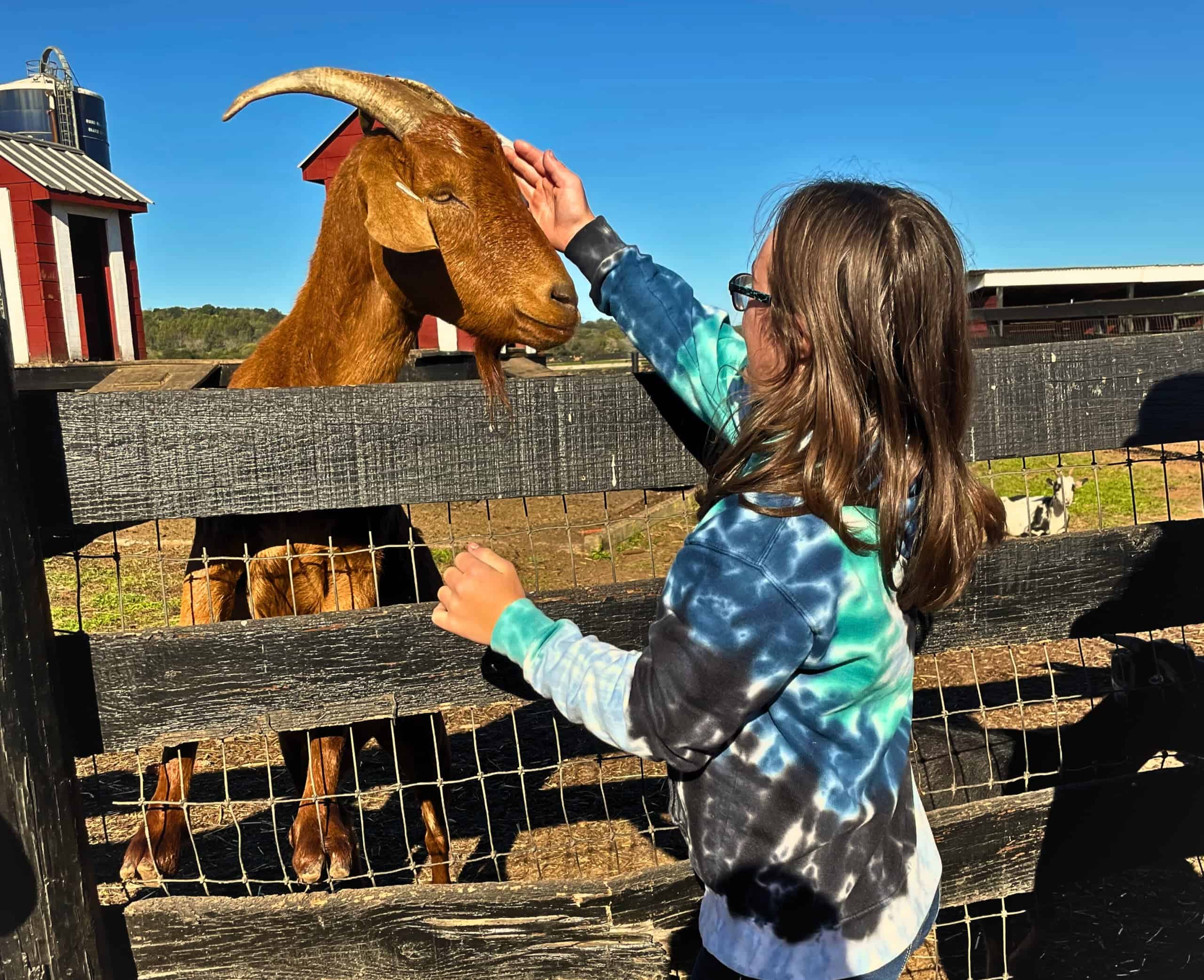 Stella Van Scoy of Culpeper Middle pets a goat during a class field trip to Round Hill Farm.