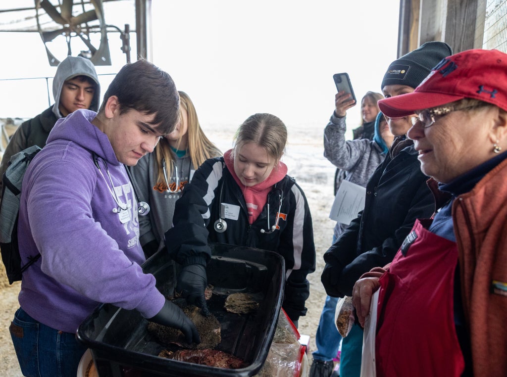 Students examine the anatomy of a cow's stomach