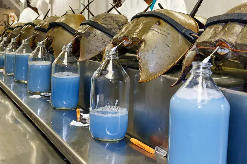 Blue blood from horseshoe crabs is carefully extracted for critical laboratory tests