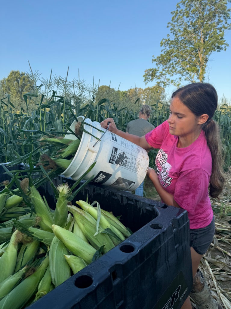 Courtney works to harvest and transport sweet corn.