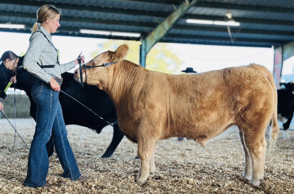 Exhibitor Lydia Lee, showing off her skills in the ring with her steer Todd.