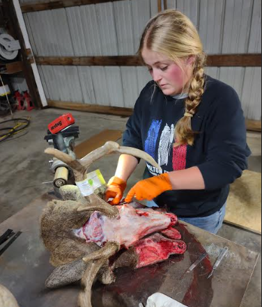 Henning skinning her animal to prepare for mounting