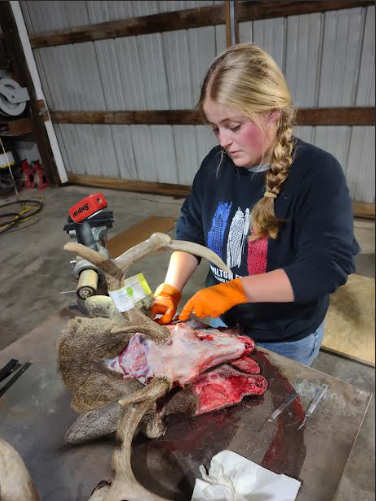 Henning skinning her animal to prepare for mounting
