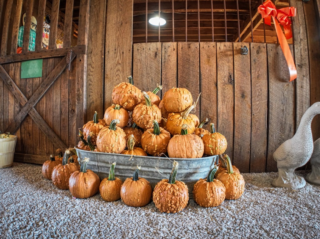A nice harvest at The Patch in Kentucky.