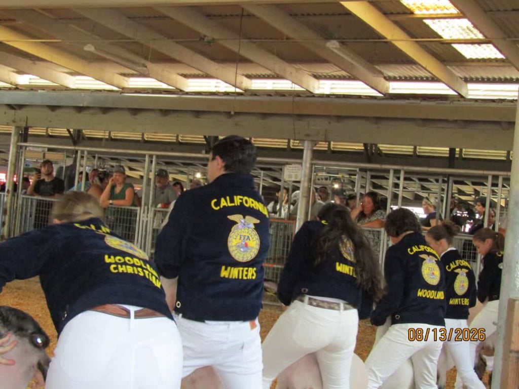 Yolo Section members showing market lambs at the Yolo County Fair