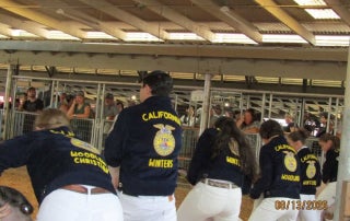 Yolo Section members showing market lambs at the Yolo County Fair
