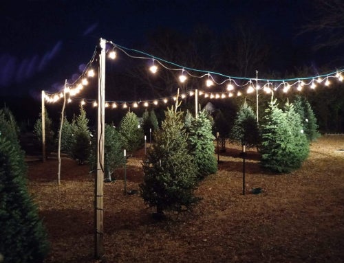 From Farm to Family Room: The Life of a Christmas Tree