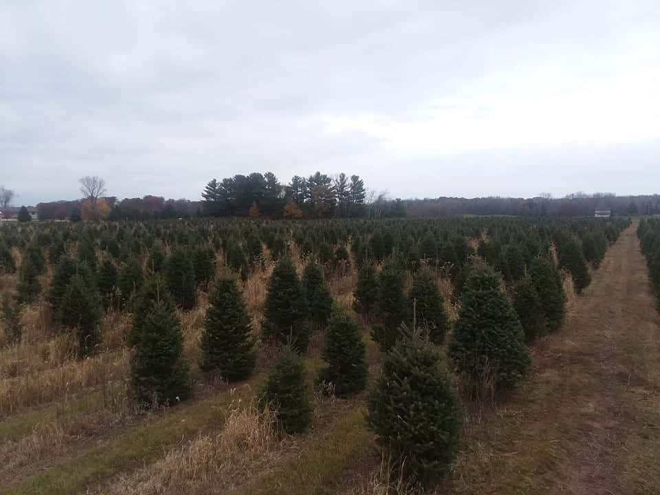 Mickelson’s Tree Farm.