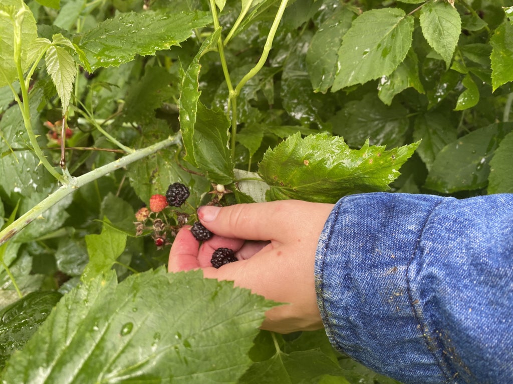 Heiderscheidt picks wild blackberries.