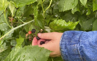 Heiderscheidt picks wild blackberries.