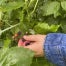 Heiderscheidt picks wild blackberries.