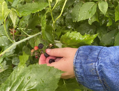 Growing Success: Lydia Heiderscheidt’s Blackberry SAE