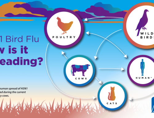 Was Your Turkey Missing At Thanksgiving?