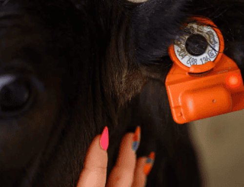 CowManager: Changing the Dairy Game