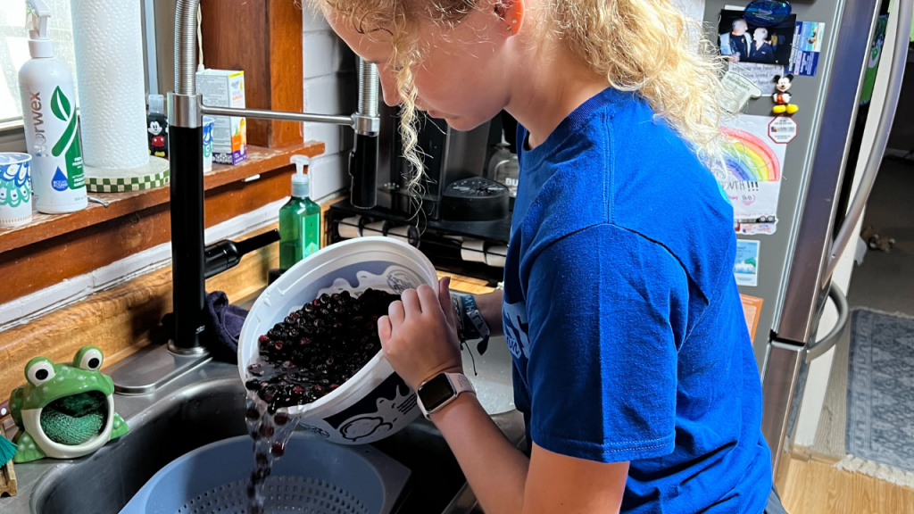 Heiderscheidt washes wild blackberries.