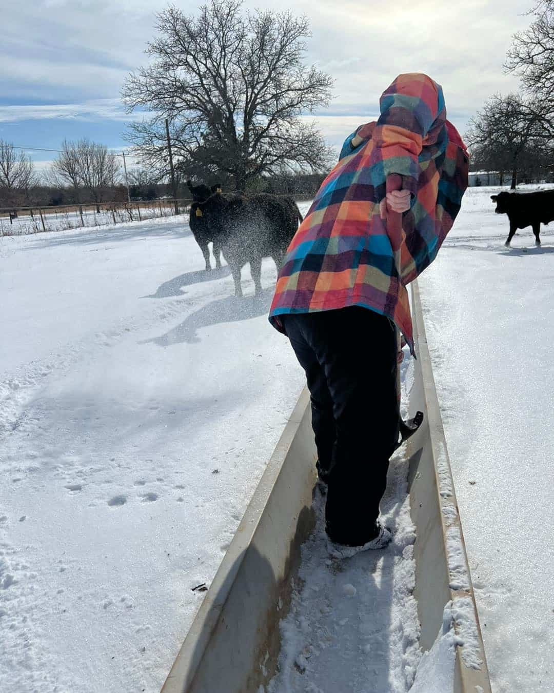 Stevie Buoy clears the troughs to keep feed dry in winter.