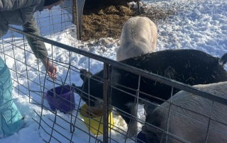 Baylee Weeks feeds and waters her show pigs.