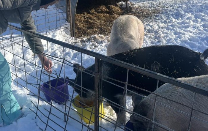 Baylee Weeks feeds and waters her show pigs.