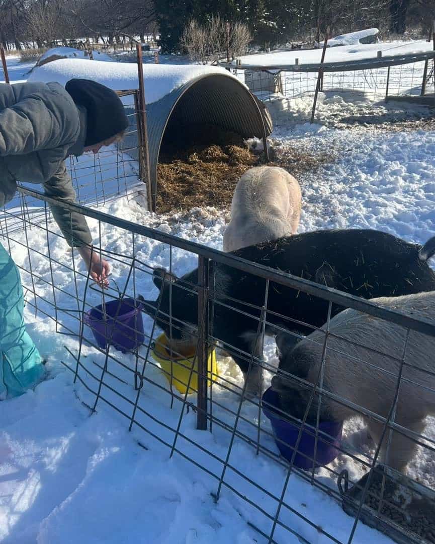 Baylee Weeks feeds and waters her show pigs, making sure they have the proper nutrition in the cold temperatures.