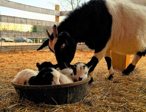 Built by Students, Powered by Purpose: The Fauquier FFA Chapter’s Trip Bopp Farm