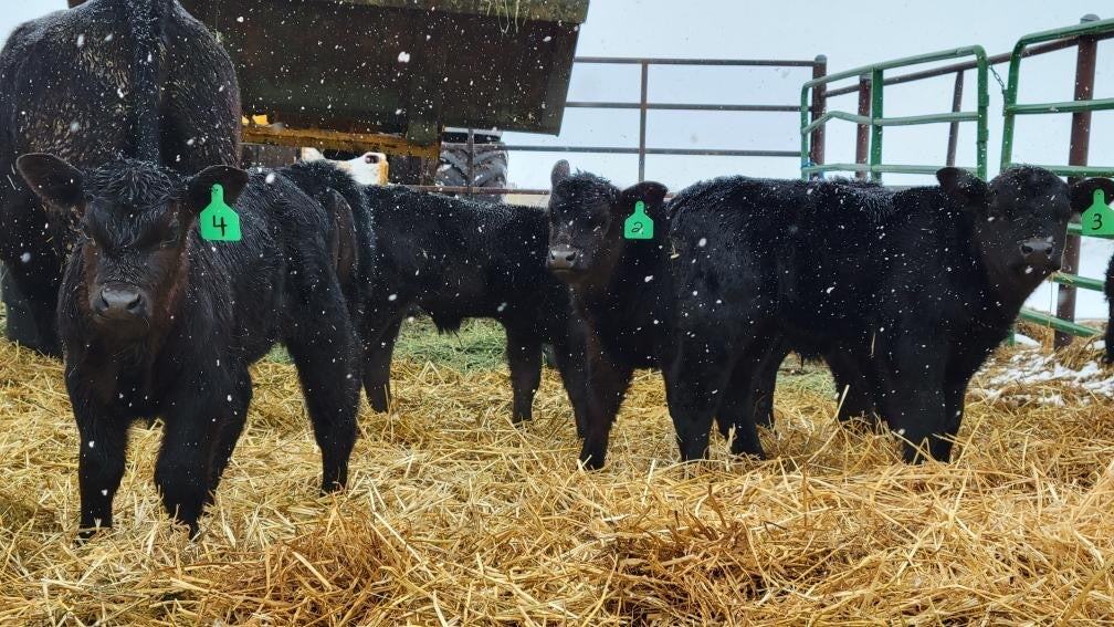 Black Angus cattle during their winter rotation.