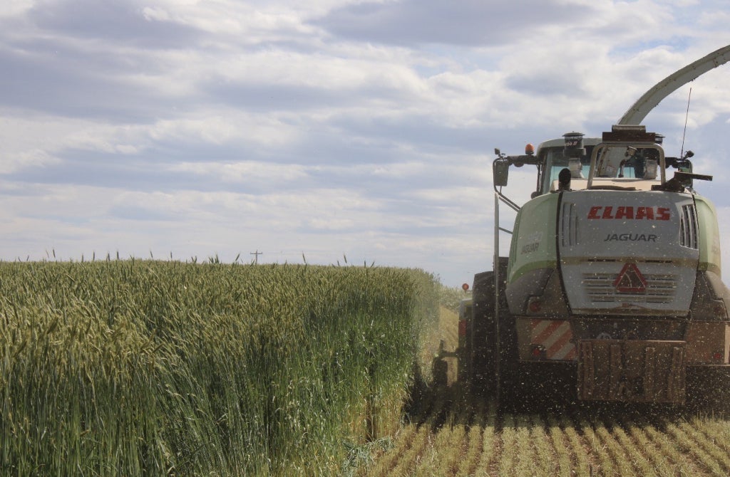 Triticale harvest on the Schwebach LLC.