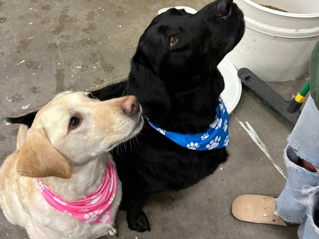 Ellie and Jethro are satisfied customers.