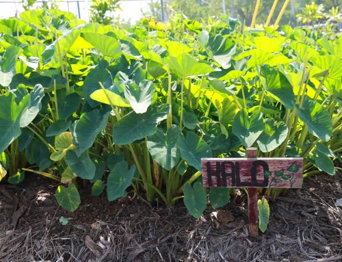 Rebuilding Food Security Through Agriculture and FFA