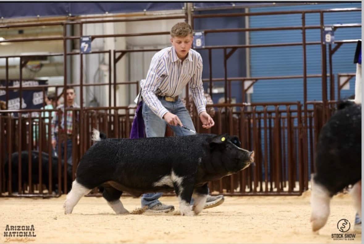 Hammock showing his Poland China barrow, Phillip, at the Arizona National Livestock Show.