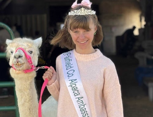Ohio FFA Member Turns Passion for Alpacas Into Impact
