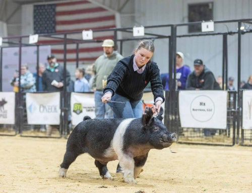 Staude Sisters Find Success at Jeff Beutler Memorial Swine Show