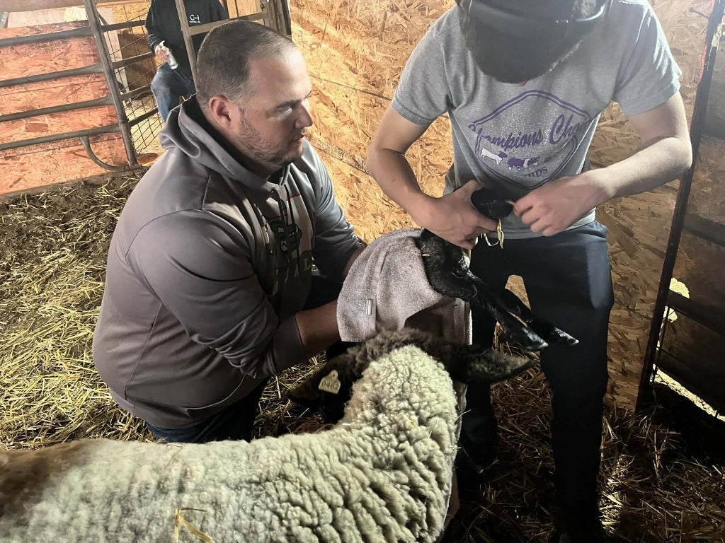 Michael Pritchard and his uncle, Alan Potts, care for a newborn lamb.