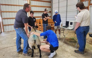 Sutherlin FFA members ultrasound a ewe.