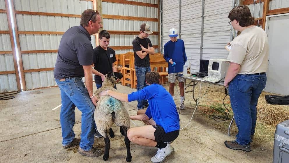 Sutherlin FFA members ultrasound a ewe.