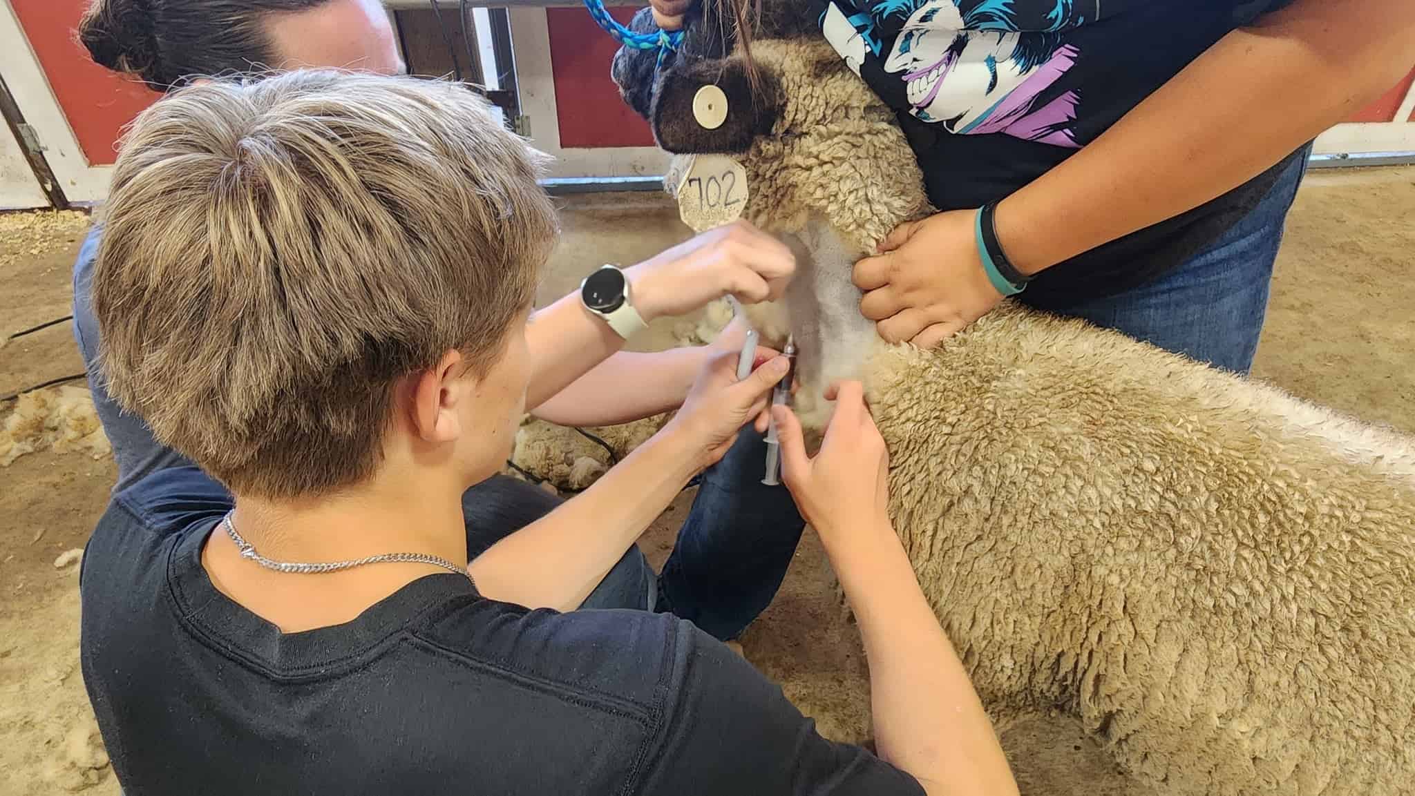 Students learn how to administer vaccines. 