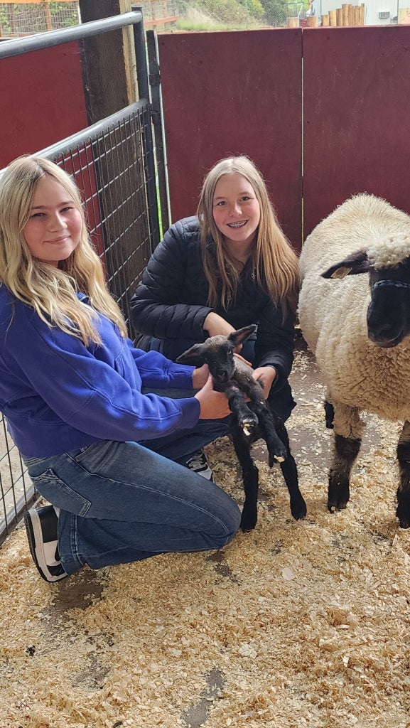 Sutherlin students Addi Cross and Reece Sandberg holding a newborn lamb. 