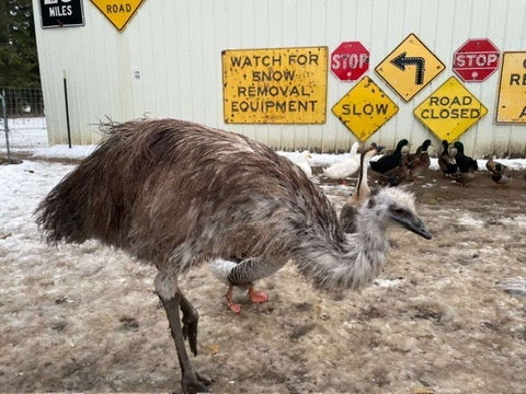 An emu protecting the flock.