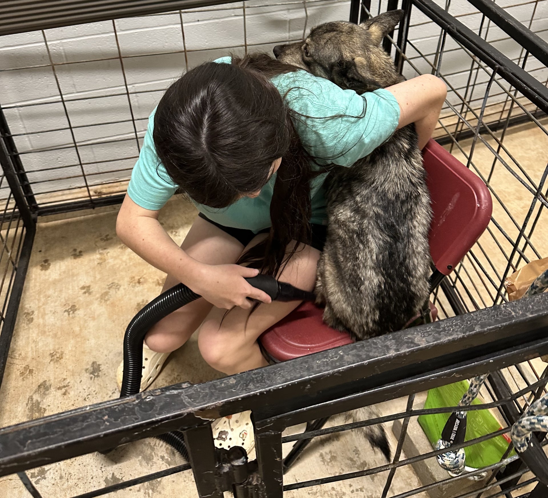 Mikaela Yandell works with a dog during a Wash and Walk grooming session at her local FFA chapter’s agriculture barn.
