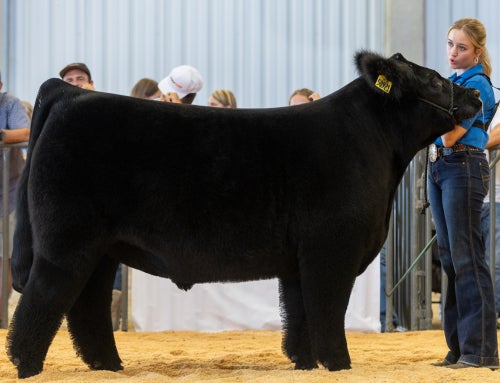 A Life Built in the Show Ring