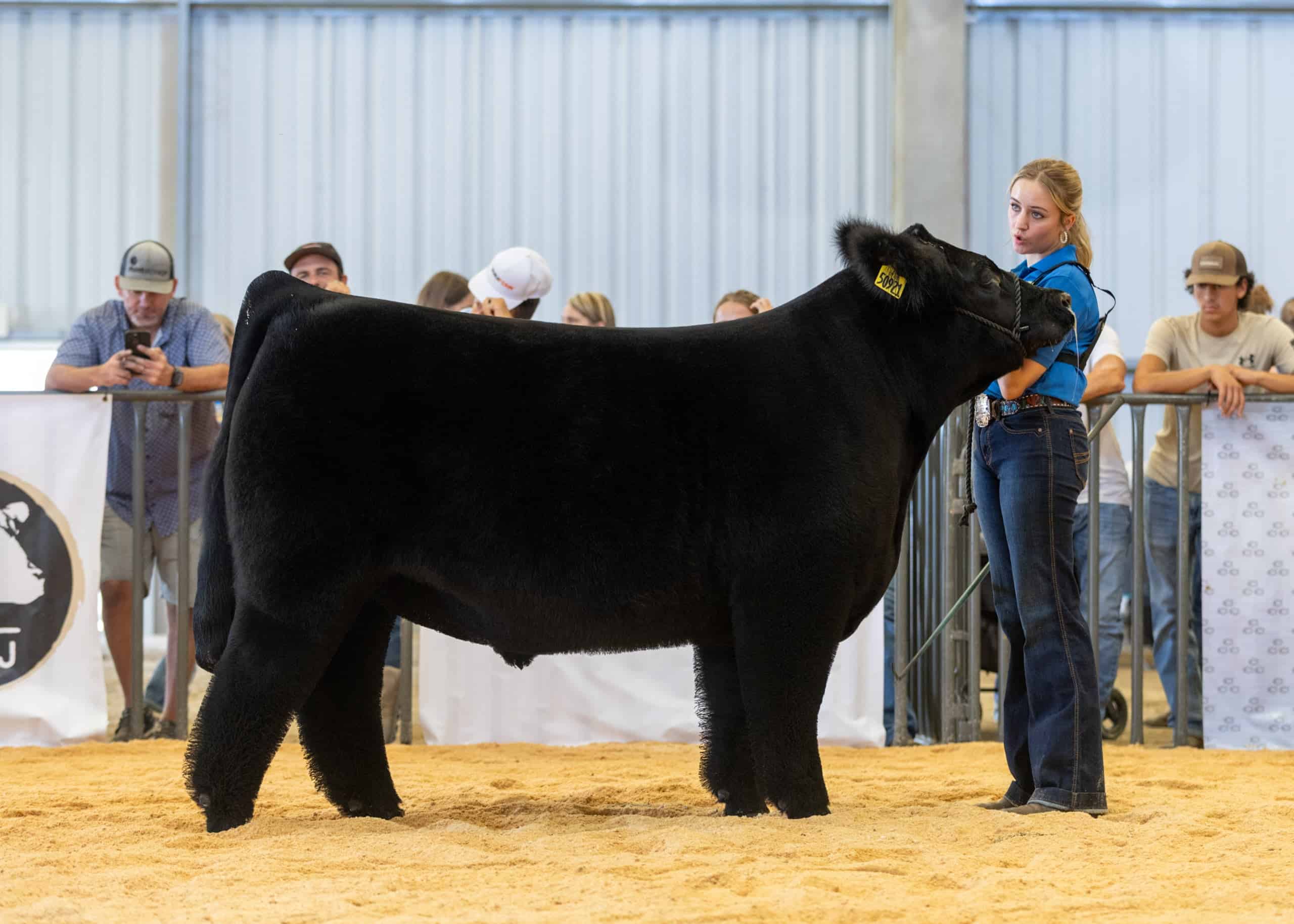 Paisley Allison exhibits her steer at the 2025 California Youth Ag Expo.