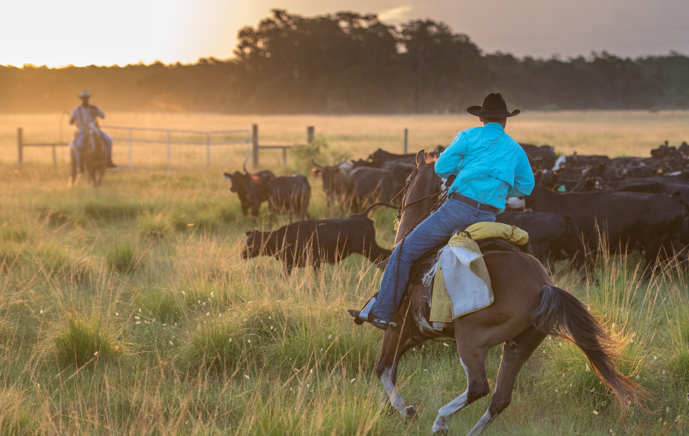 Christopher Green working cattle on Florida’s Big Cypress Reservation. Photo by Carlton Ward Jr.