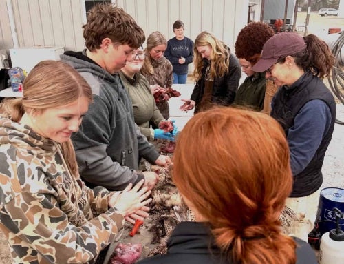 For A Great Cause: Screven County FFA Pheasant Hunt